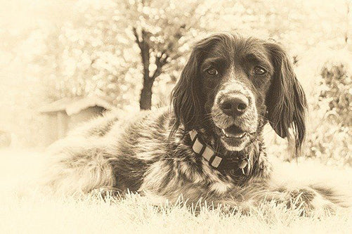 So beeinflusst die Körpergröße die Lebenserwartung des Hundes