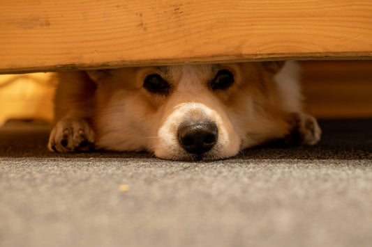 Hund hört nicht