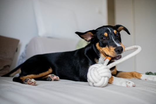 Hundespielzeug selbst machen DIY