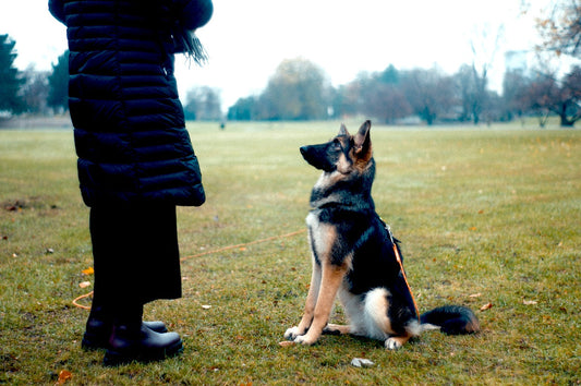 Clickertraining Hund