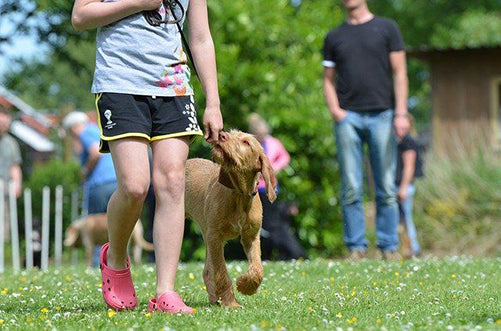 Clickertraining erfolgsversprechende Trainingsmethode