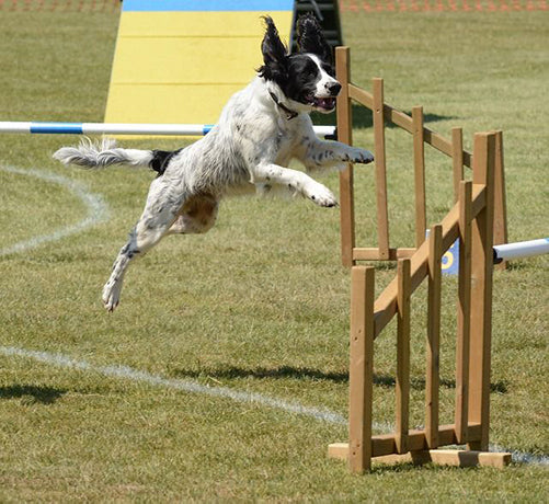 Hundeschule - Das professionelle Hundetraining