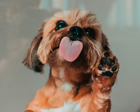 Pfotenpflege Hund