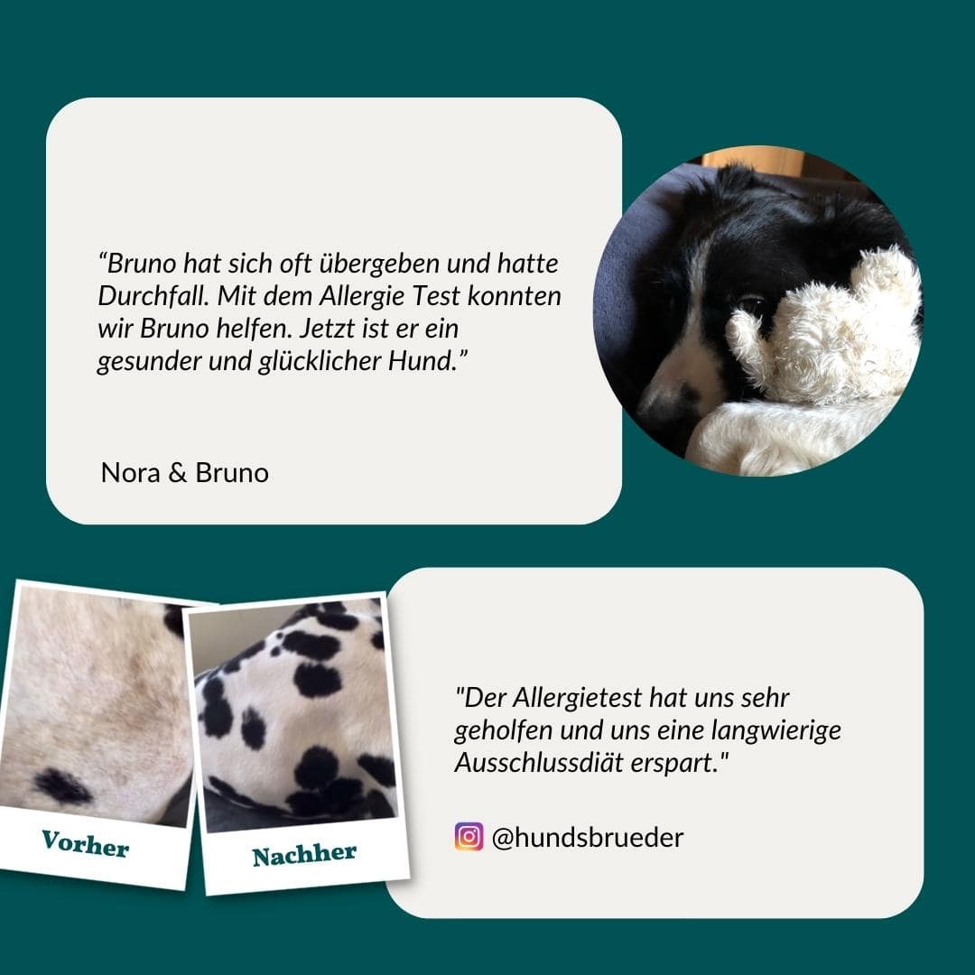 Allergietest Basic Hund