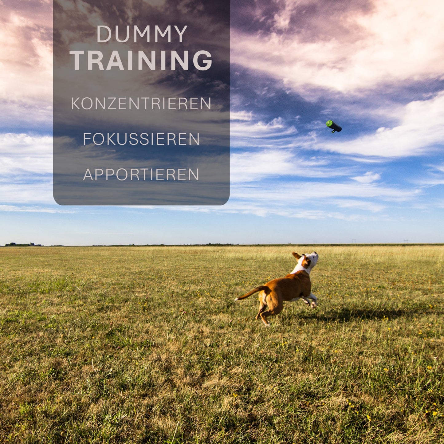 ASCO hunddummy - apporterings- och snackdummy (21x7 cm)
