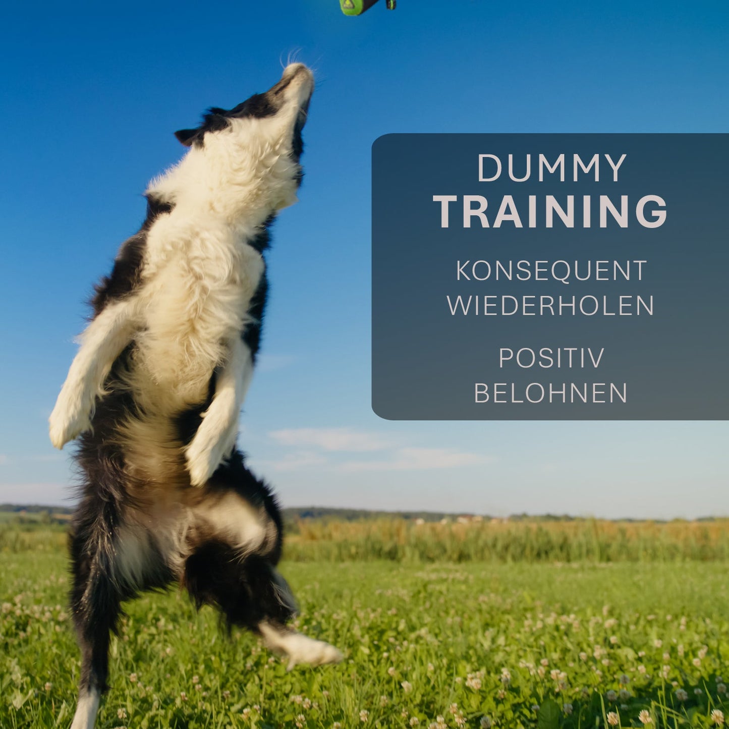 ASCO hunddummy - apporterings- och snackdummy (21x7 cm)