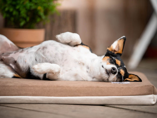 Hundeliegematte JOKKMOKK Alltid