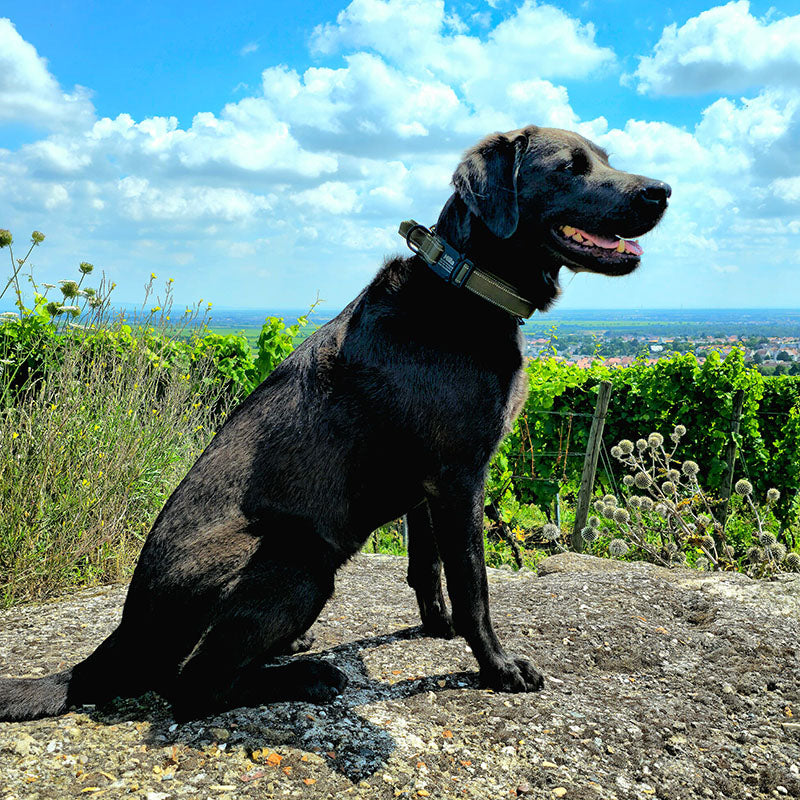 Taktiskt hundhalsband med namn och handtag, gratis gravyr på spänne