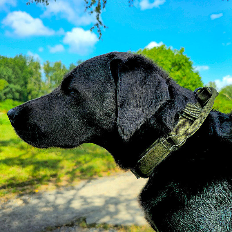 Taktiskt hundhalsband med namn och handtag, gratis gravyr på spänne