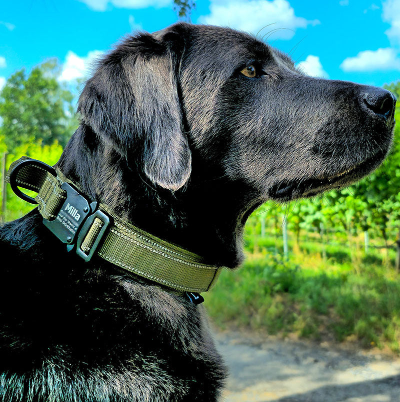 Taktiskt hundhalsband med namn och handtag, gratis gravyr på spänne