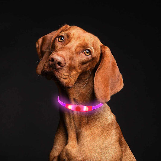LED-Leuchthalsband / Leuchtring für Hunde