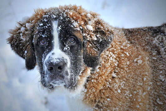 Fellwechsel beim Hund: Was Hundebesitzer wissen sollten