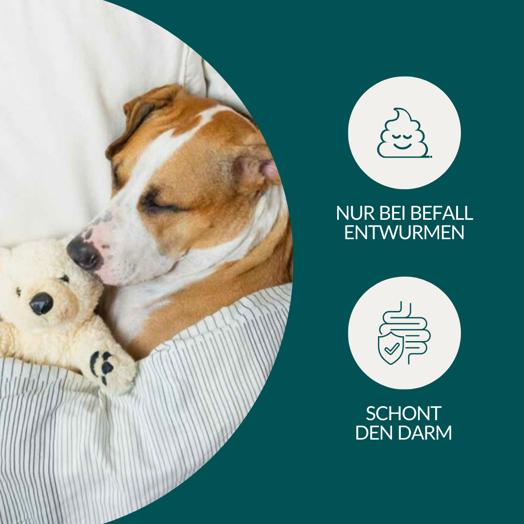 Wurmtest Basic Hund