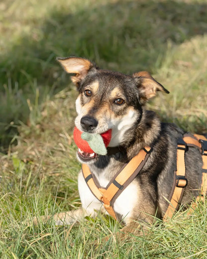 BUDDY. Hund leksak av ullfilt "Äpple" 