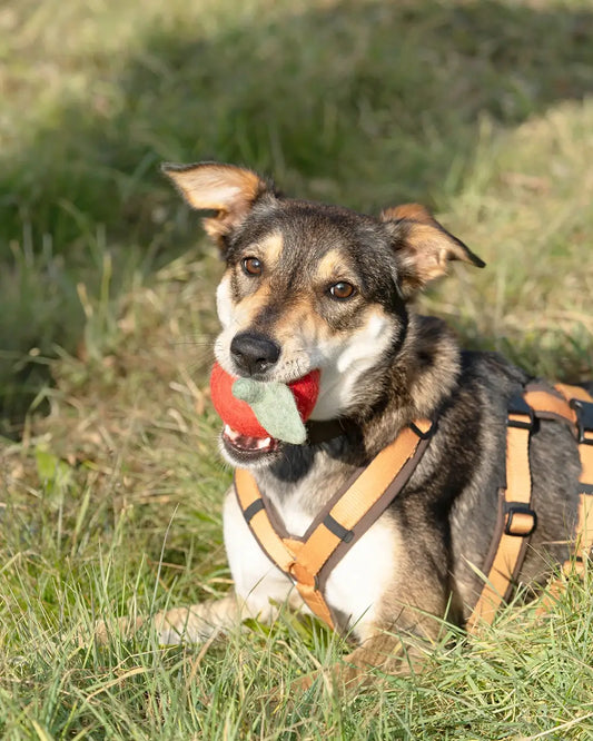 BUDDY. Hund leksak av ullfilt "Äpple" 