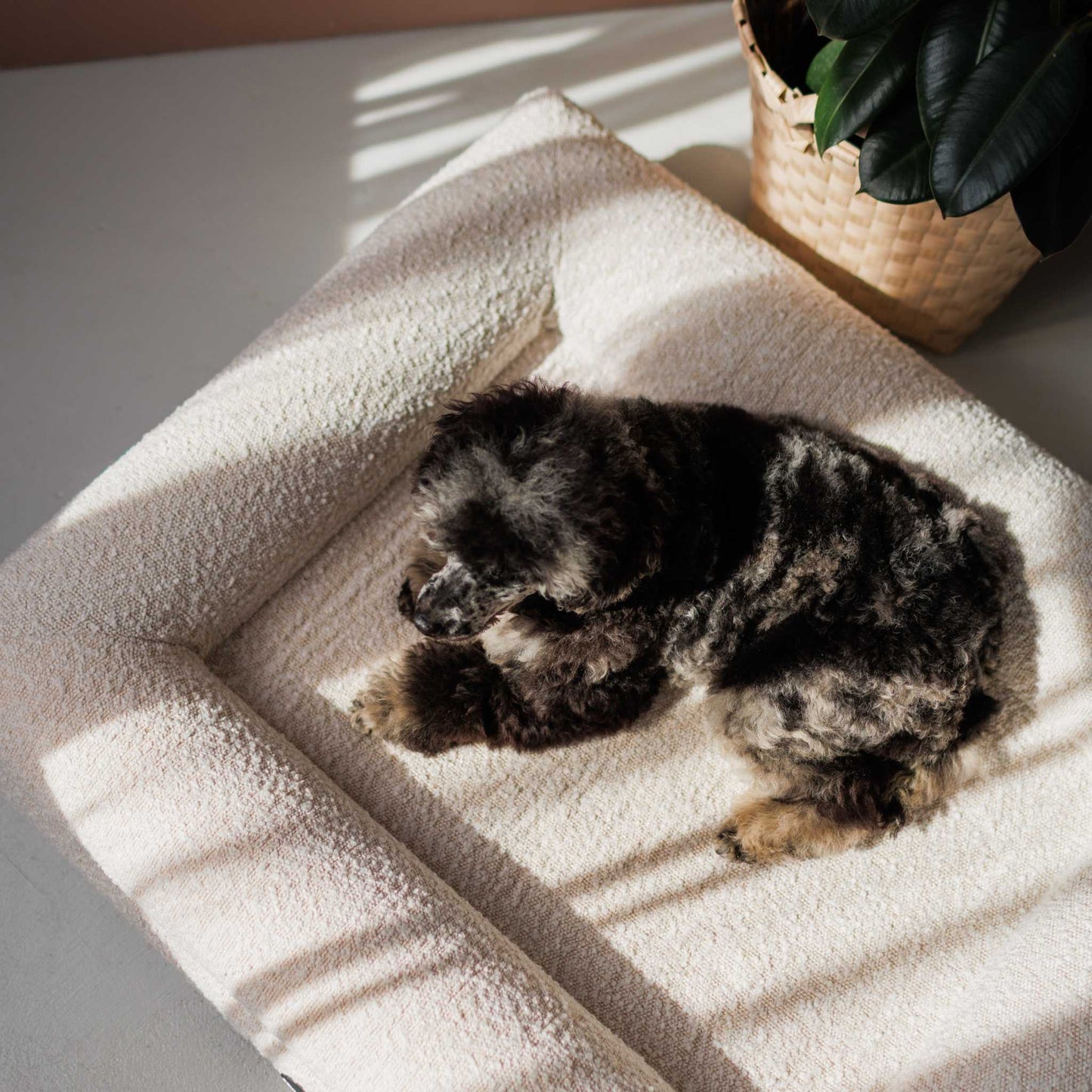 Hundebett Barklay Größe XS mit Bouclébezug