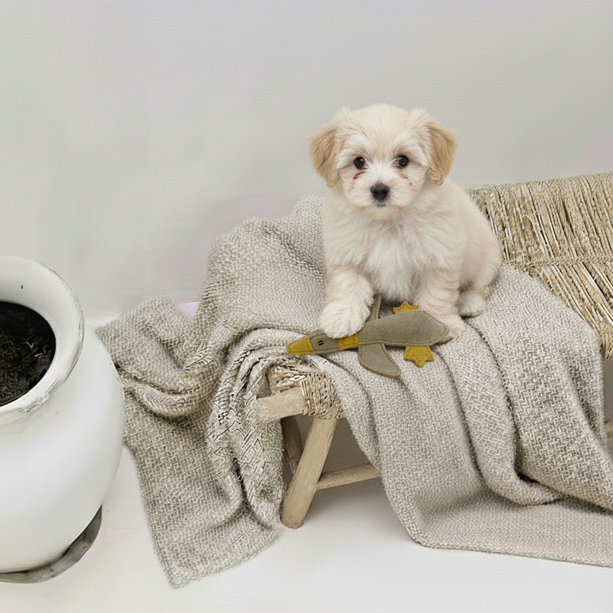 BUDDY. Hundleksak i läder "Liten Anka" 