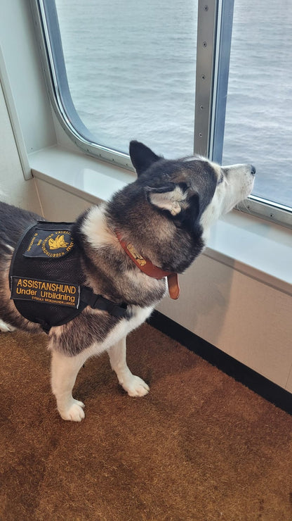 Läderhalsband med guldfärgad tagg, graverat namn och telefon