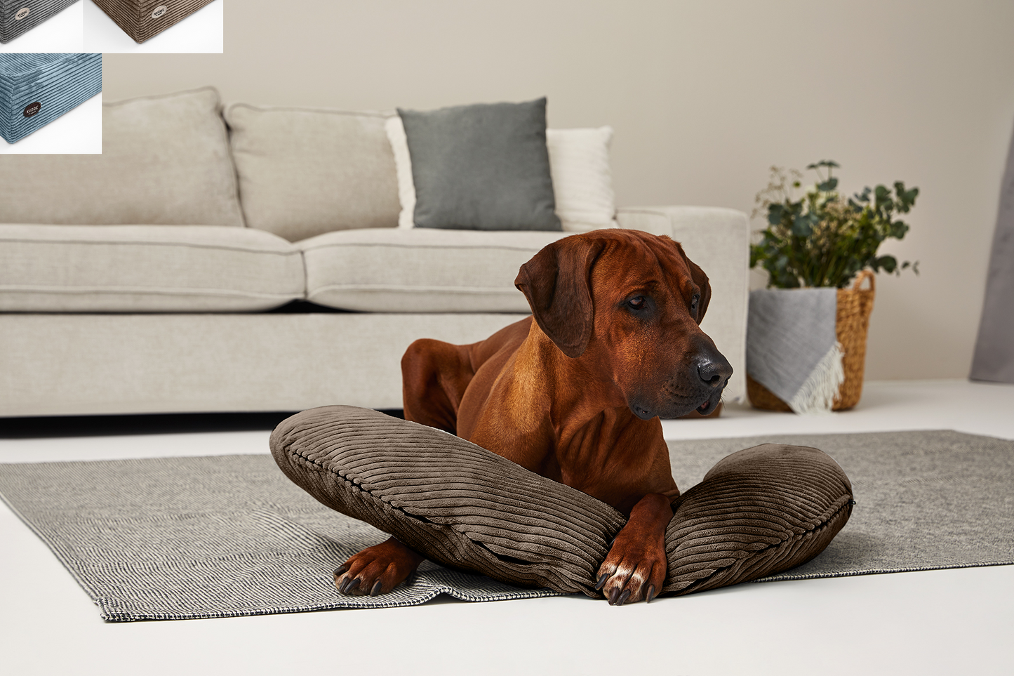 SCHMUSEHÖRNCHEN Cord